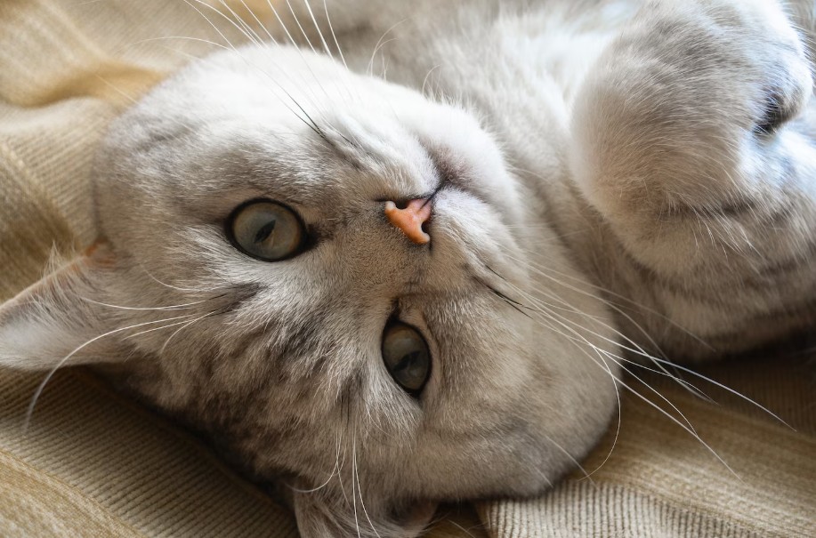 EXPOSITION SUR "NOS CHATS" à Saint-Florentin