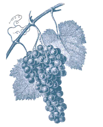 EXCURSION CHEZ UN VIGNOBLE au départ de St-Florentin